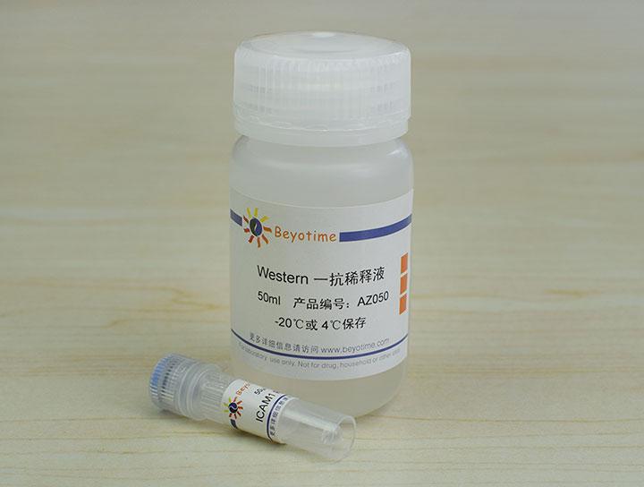 ICAM1 Rabbit Polyclonal Antibody